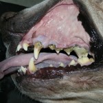 parodontitida, zubní kámen, zubní kaz, pes