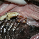 zubní kaz, pes, zápach z tlamy, parodontitida