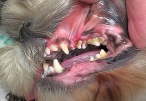 Zápach z tlamy způsobený zánětem dásní a parodontitidou. Příčina stavu je nahloučení a stočení zubů. Jeden zub v horní čelisti je navíc.