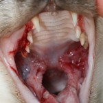 chronická gingivostomatitida koček ("kaudální stomatitida")