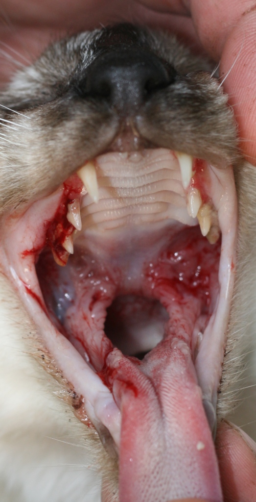 chronická gingivostomatitida koček ("kaudální stomatitida")