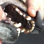 zlomený zub